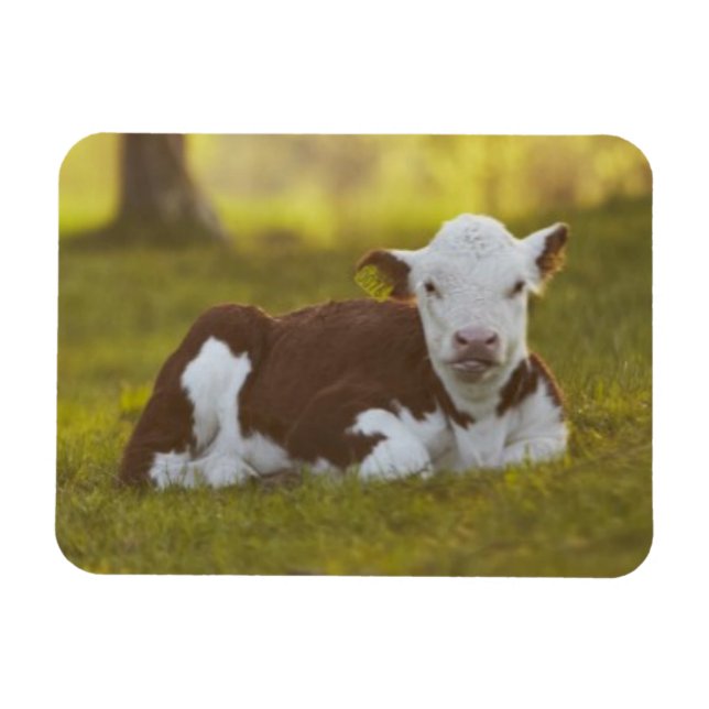 Ímã Calf Resting (Horizontal)