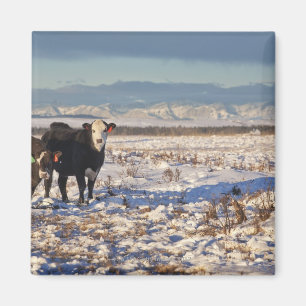 Imã calgário, alberta, canadá