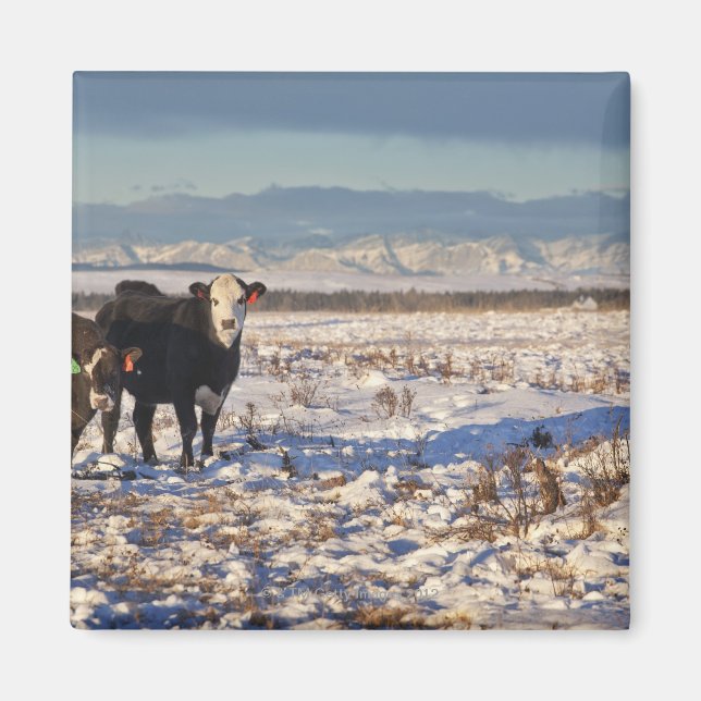 Imã calgário, alberta, canadá (Frente)