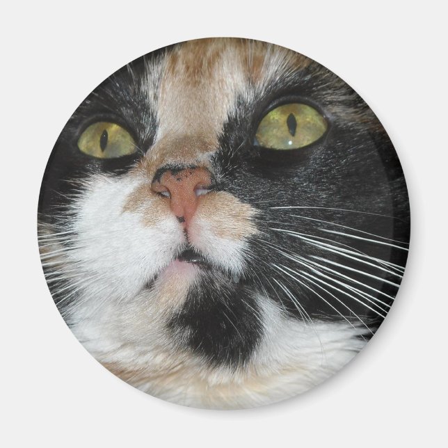 Imã Calico Cat (Frente)