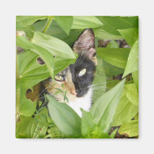 Imã Calico Cat nos Zinnias