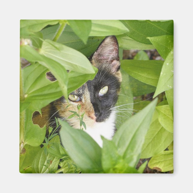 Imã Calico Cat nos Zinnias (Frente)