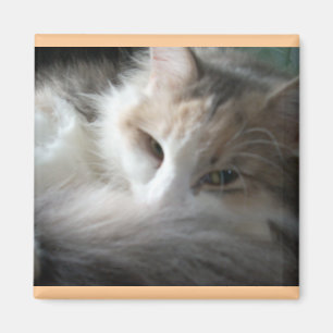 Imã Calico com sono