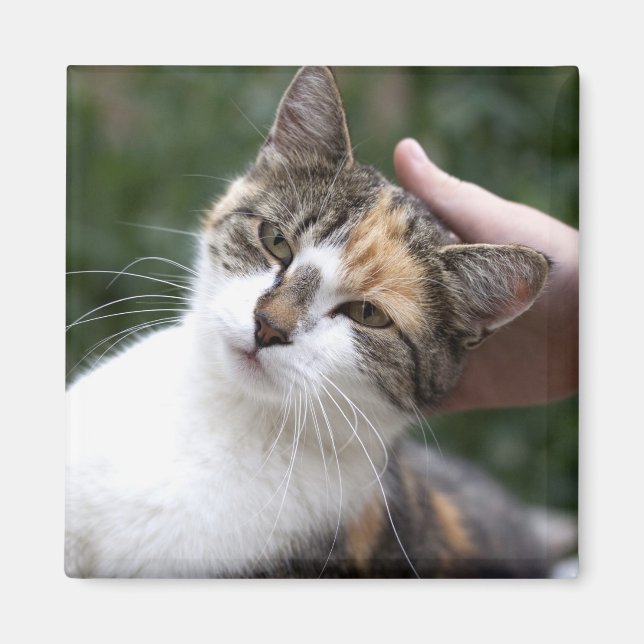 Imã Calico Gosta De Um Traço (Frente)