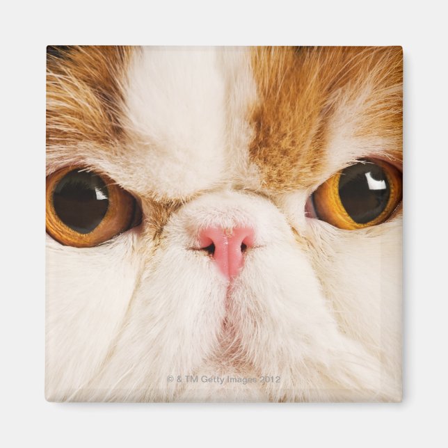 Imã Calico Harlequin Persa (Frente)