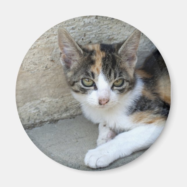 Imã Calico Kitten (Frente)