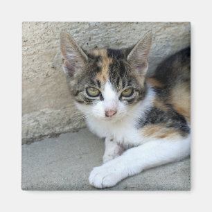 Imã Calico Kitten