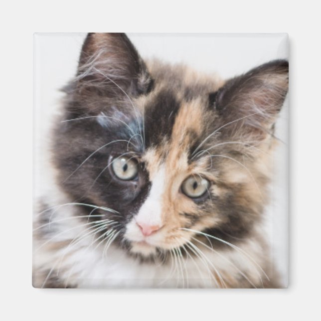 Imã Calico Kitten Adorável (Frente)