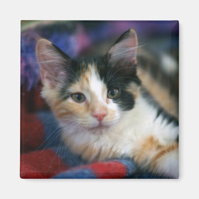 Imã Calico Kitten, Bolota (Frente)