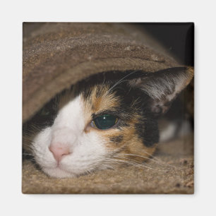 Imã Calico Taco