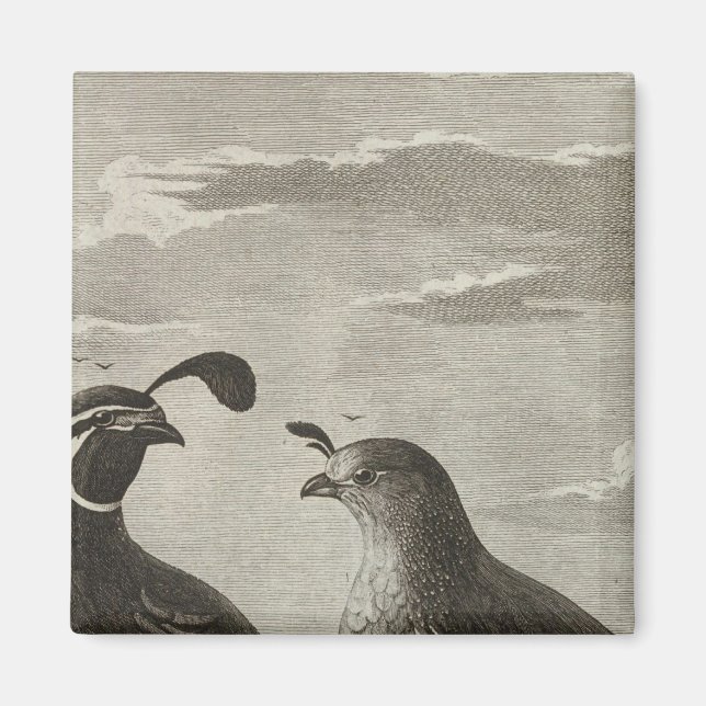 Imã Califórnia (Frente)