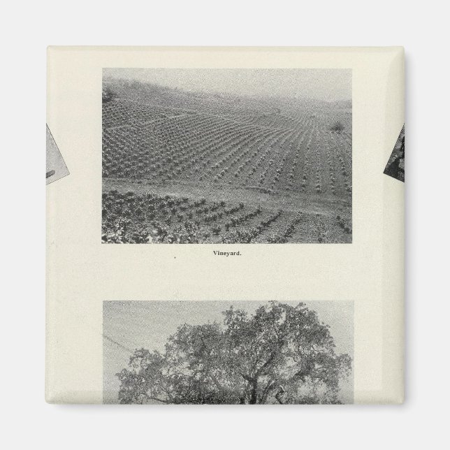 Imã Califórnia 4 (Frente)