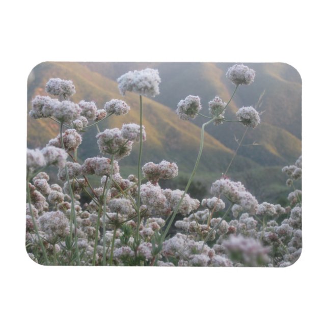 Ímã California Bucktrigo (Horizontal)