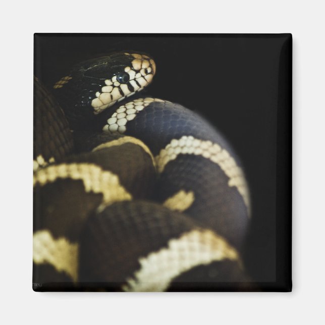 Imã California King Cobra Magnet (Frente)