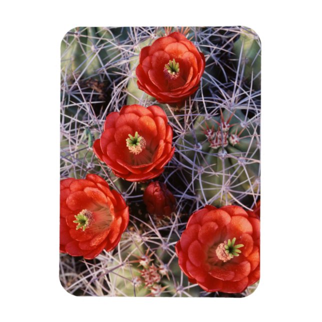 Ímã Califórnia, Parque Nacional Joshua Tree, Claret (Vertical)