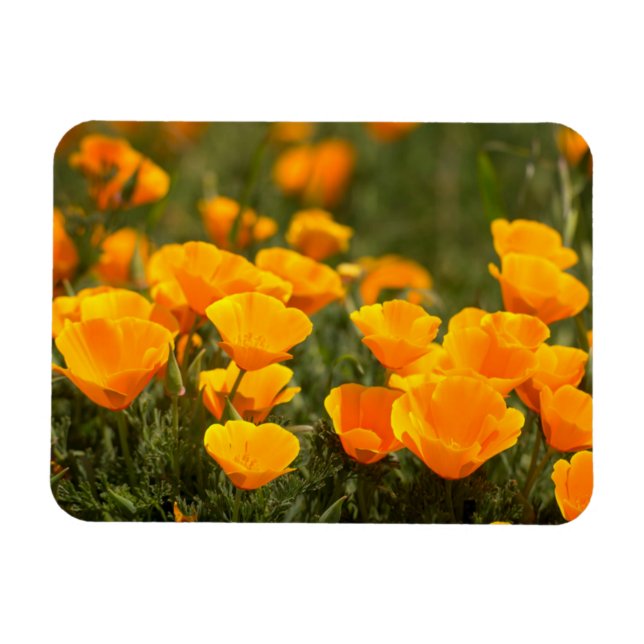 Ímã California Poppies, Montana de Oro State Park (Horizontal)