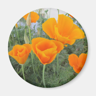 Imã California Poppy