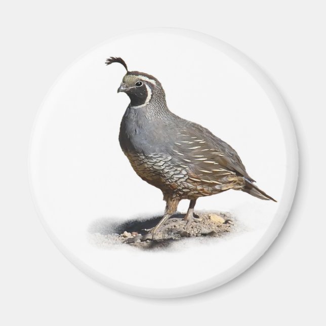 IMÃ CALIFORNIA QUAIL (Frente)