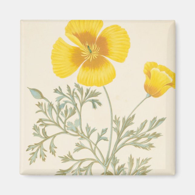 Imã californiano Eschscholtzia (Frente)