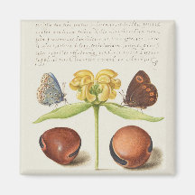 Caligrafia, Jerusalém e feijão