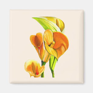 Imã Calla lily blosom aquoso floral
