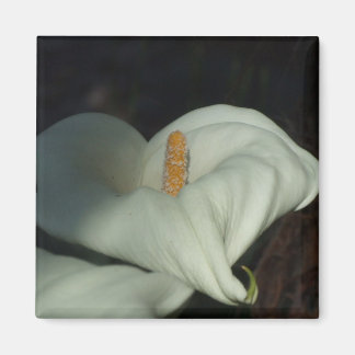 Imã Calla Lily Dawn