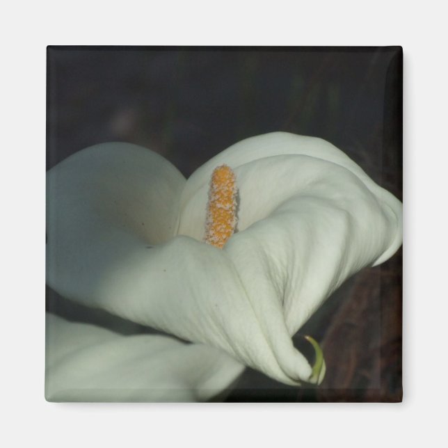 Imã Calla Lily Dawn (Frente)