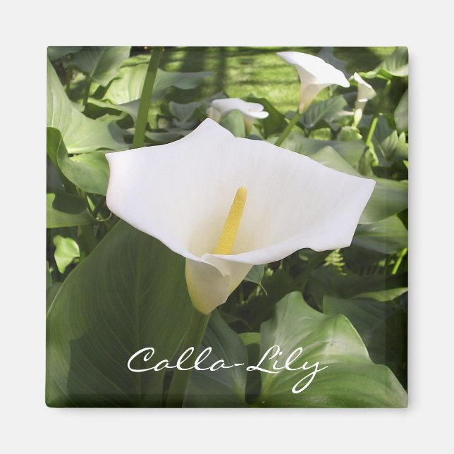 Imã Calla-Lily Magnet (Frente)