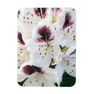 Ímã Calsap Rhododendrons