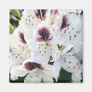 Imã Calsap Rhododendrons