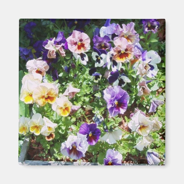 Imã cama de pansy (Frente)