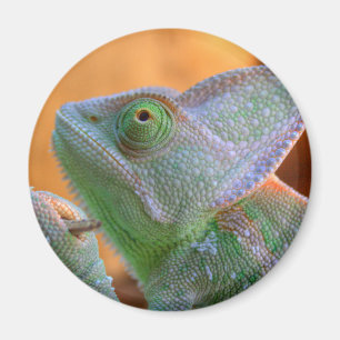 Imã Camaleão