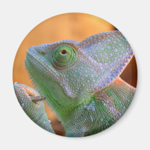 Imã Camaleão