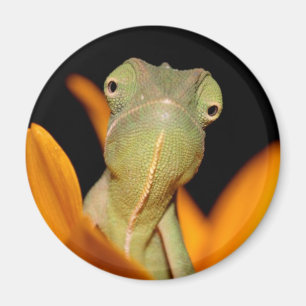 Imã camaleão
