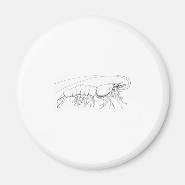 Imã Camarão (Frente)