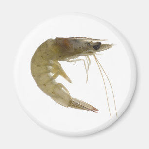 Imã Camarão cinzento cru