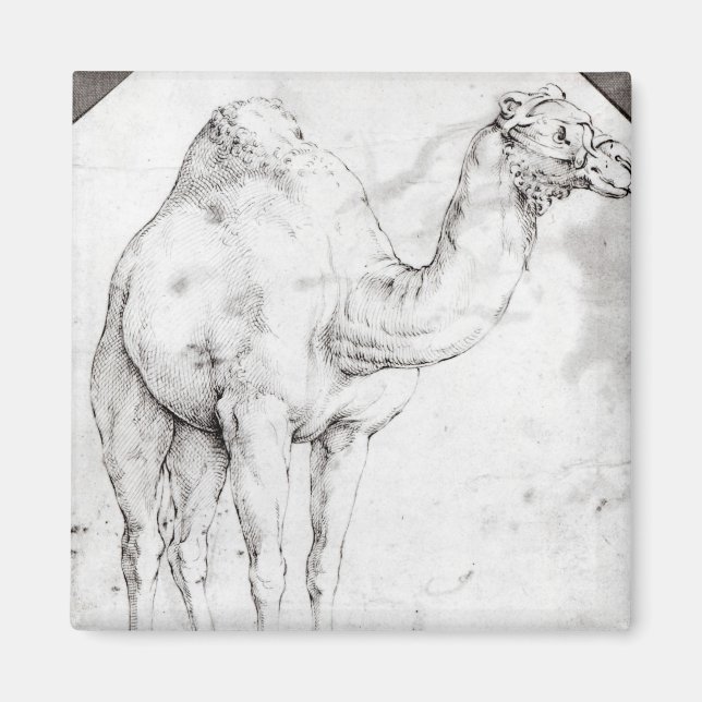 Imã Camel (Frente)