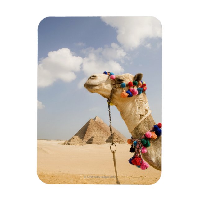 Ímã Camel com Pirâmides Giza, Egito (Vertical)