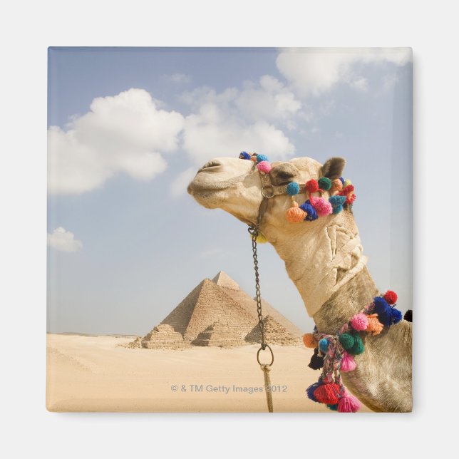 Imã Camel com Pirâmides Giza, Egito (Frente)