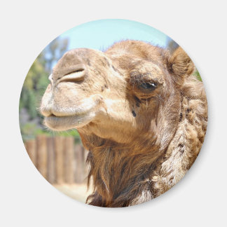 Imã Camel Magnet