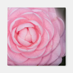 Imã Camélia cor-de-rosa da perfeição