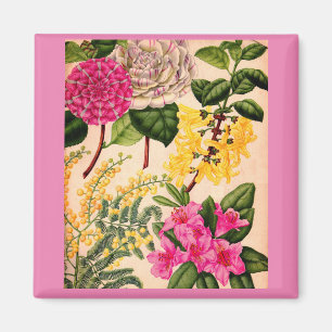 Imã camélia, forsythia, rododendro e acácia