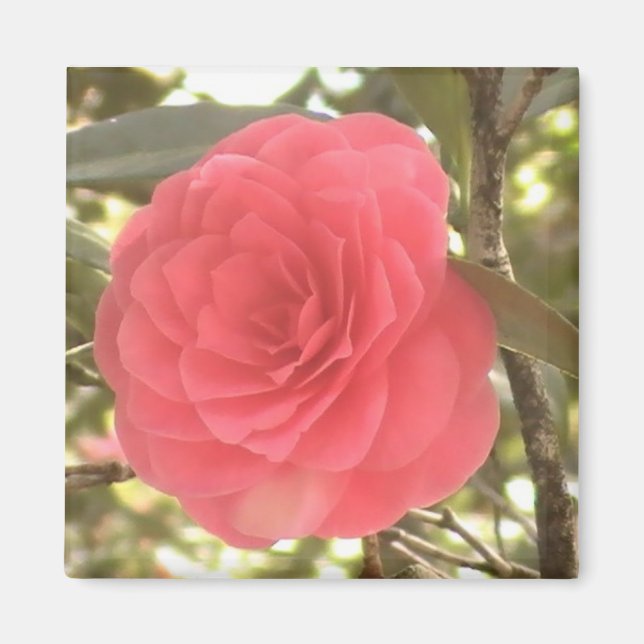 Imã Camellia Magnet (Frente)