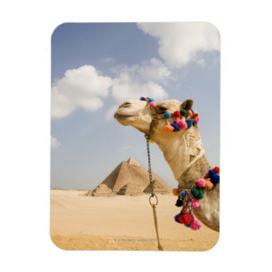 Ímã Camelo com pirâmides Giza, Egipto