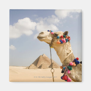Imã Camelo com pirâmides Giza, Egipto