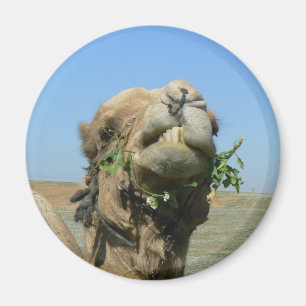 Imã Camelo que mastiga flores