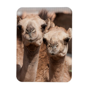 Ímã Camelos no mercado de camelos em Al Ain perto de D