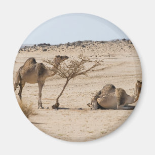 Imã Camelos selvagens