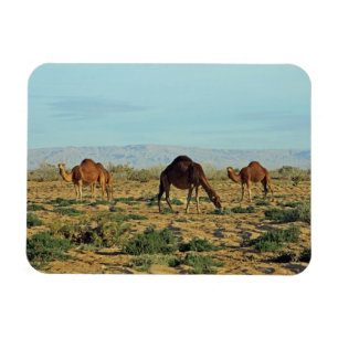 Ímã Camels, Tunísia