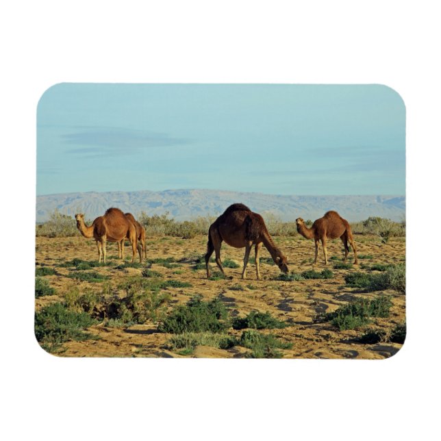 Ímã Camels, Tunísia (Horizontal)